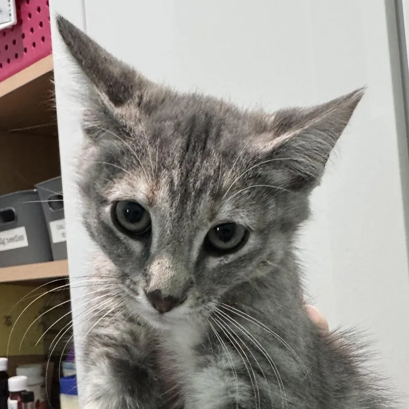 A baby small-sized female Gray / Blue / Silver Domestic Short Hair cat named Parke for adoption in Marion, VA