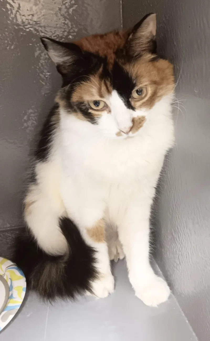 Meadow And Amber thumbnail 2