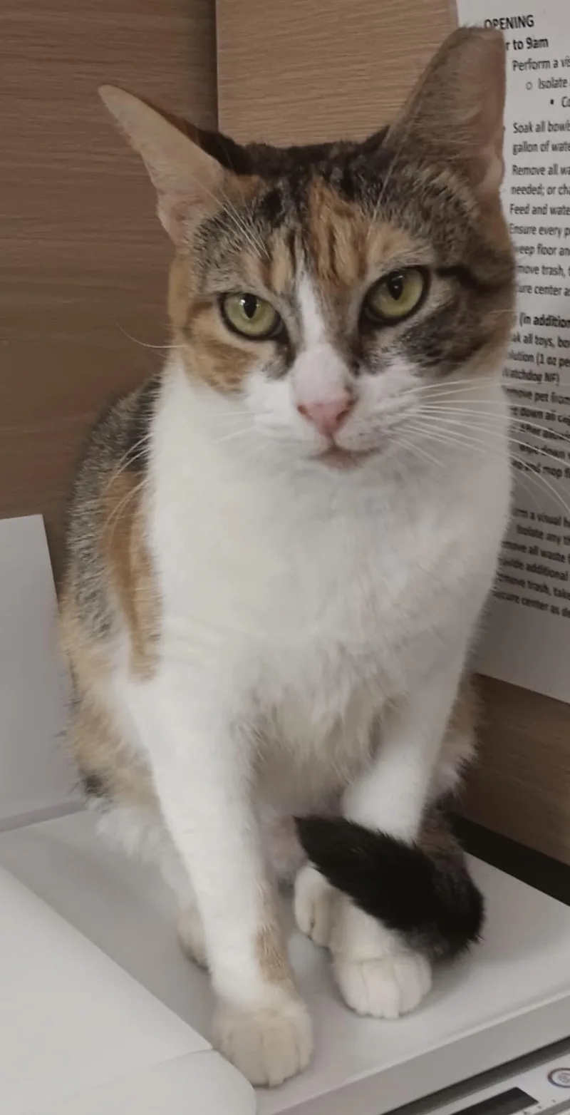 Meadow And Amber thumbnail 5