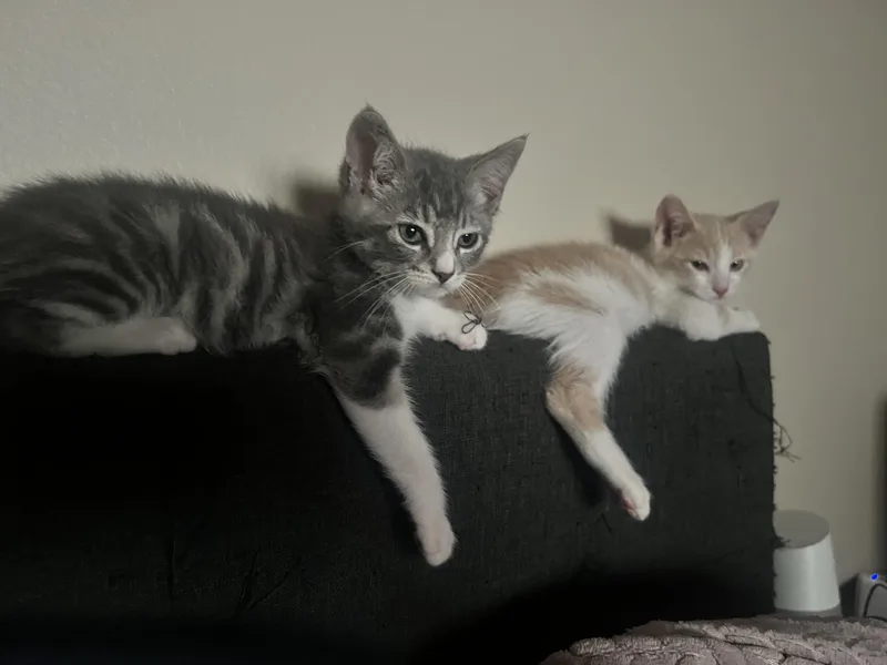 A baby medium-sized male Gray & White Domestic Short Hair cat named Mars for adoption in Santa Ana, CA