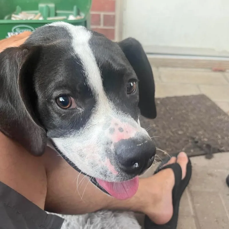 An adult large-sized male Black Hound dog named Bridge for adoption in Corpus Christi, TX