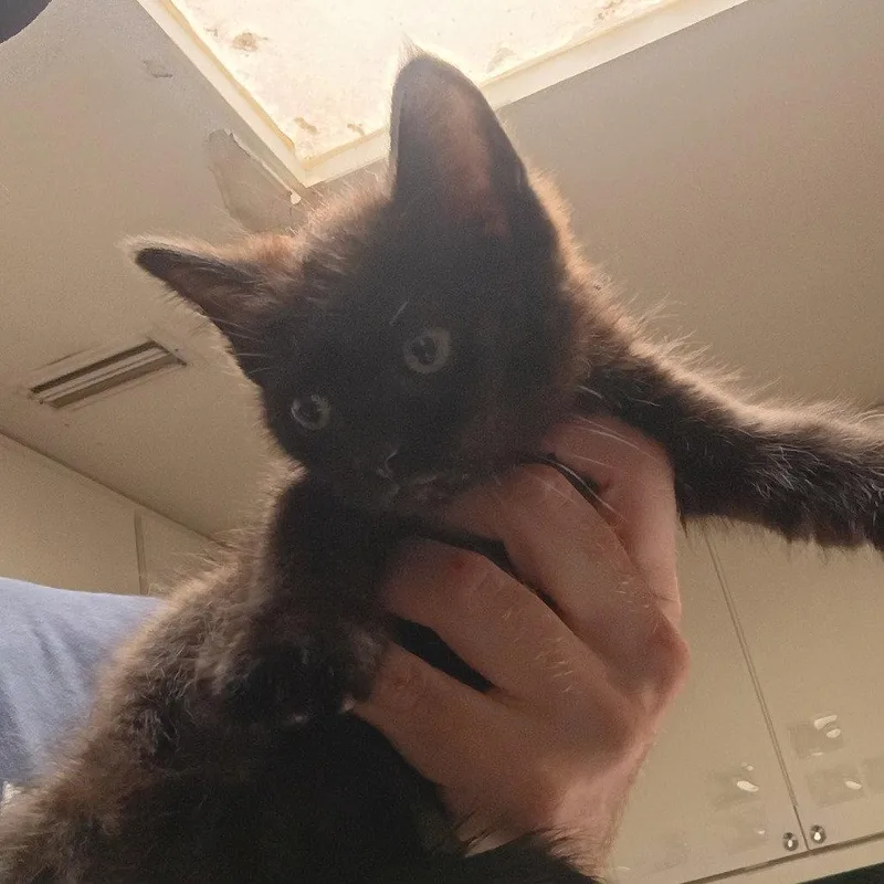 A baby medium-sized male Black Domestic Short Hair cat named Clearwater for adoption in Dallas, TX