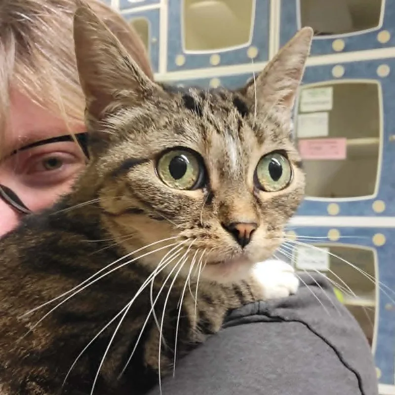 A senior medium-sized female Brown / Chocolate Domestic Short Hair cat named Gumbus II for adoption in Columbia, MO