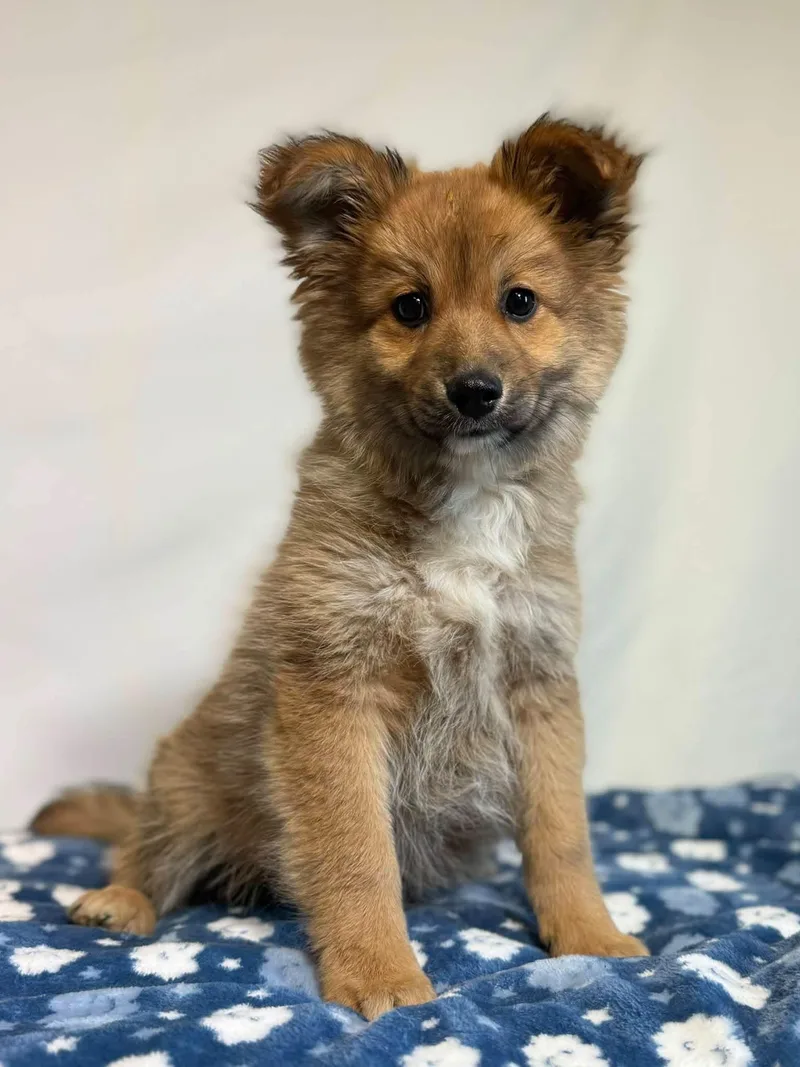 A baby small-sized male Pomeranian dog named Doso for adoption in New Stanton, PA