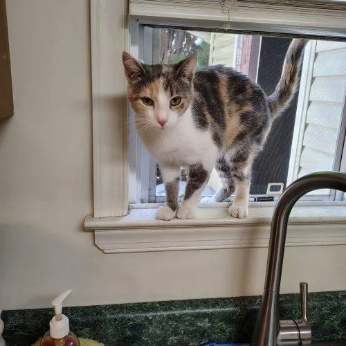 A young small-sized female Domestic Short Hair cat named Nori for adoption in Seven Valleys, PA