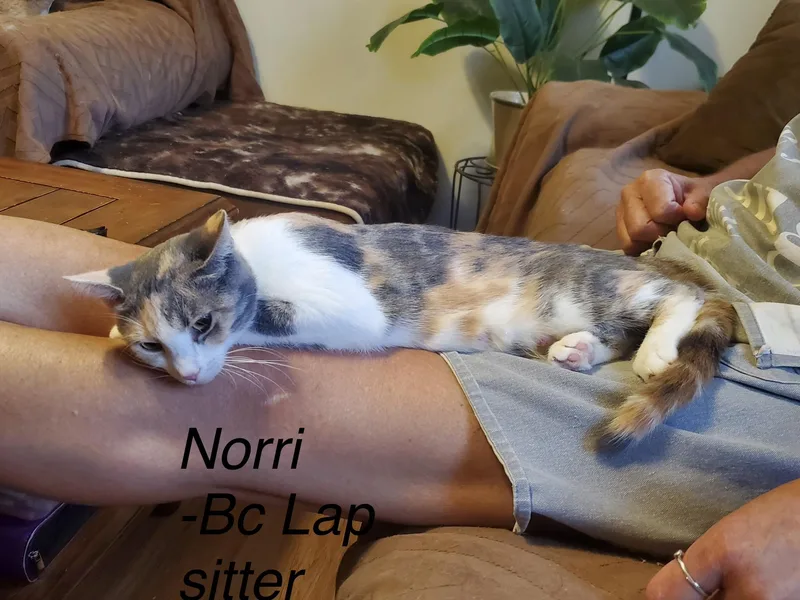Nori thumbnail 4