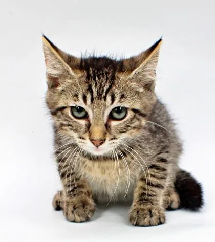 A baby small-sized male Domestic Short Hair cat named Snugbug for adoption in Morton Grove, IL
