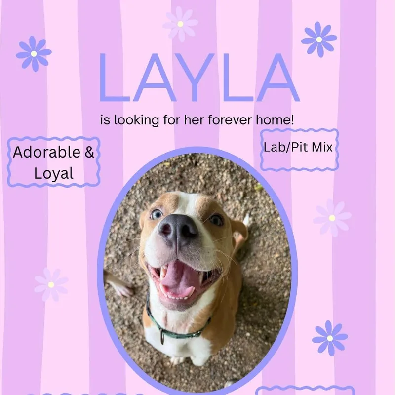 Layla thumbnail 2