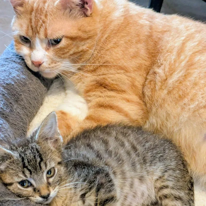 An adult small-sized male Orange / Red Domestic Short Hair cat named Jack for adoption in Overland Park, KS