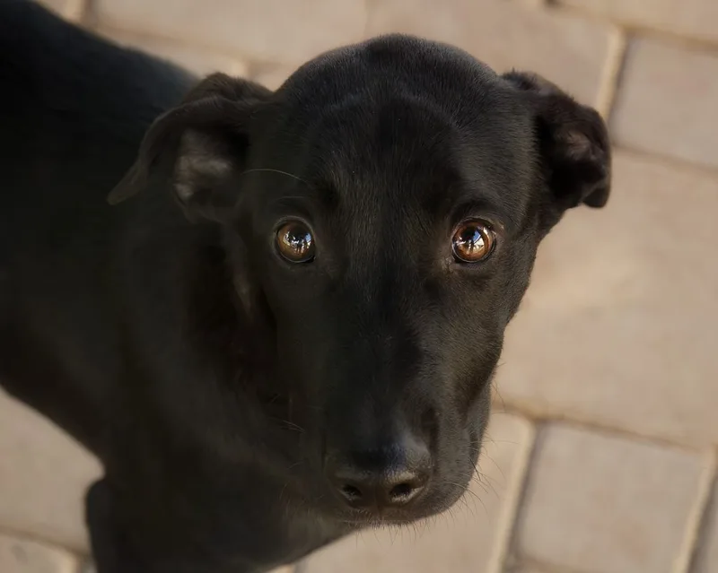 Licorice thumbnail 2