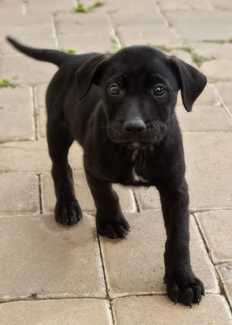 Licorice thumbnail 3