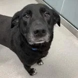 Maggie