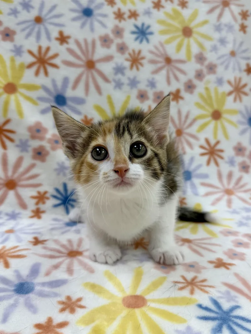 A baby medium-sized female Calico Domestic Short Hair cat named Viola for adoption in Columbus, OH