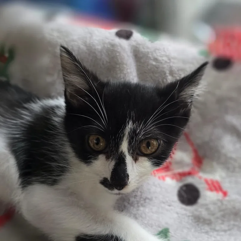 A baby small-sized male Black Domestic Short Hair cat named Zoom for adoption in Huntsville, AL