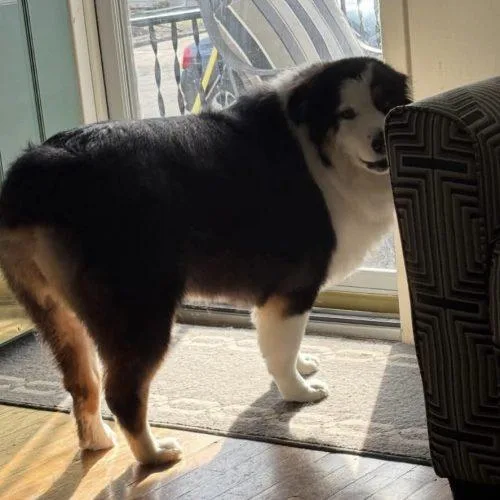 An adult large-sized female Tricolor (Brown, Black, & White) Australian Shepherd dog named Daisy for adoption in Verona, NJ