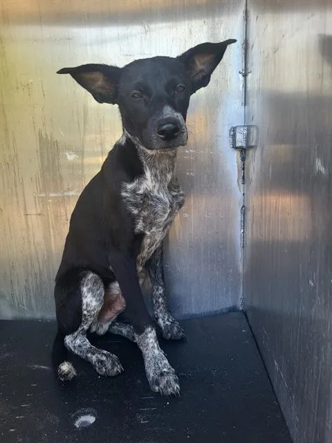 A young medium-sized male Australian Cattle Dog / Blue Heeler dog named Gimli for adoption in San Antonio, TX