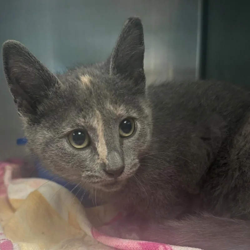 A baby small-sized female Calico Domestic Short Hair cat named Sasha for adoption in East Hanover, NJ