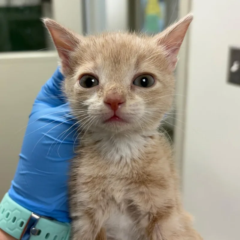 A baby small-sized female Orange / Red Domestic Short Hair cat named Poppi for adoption in Harrisonburg, VA