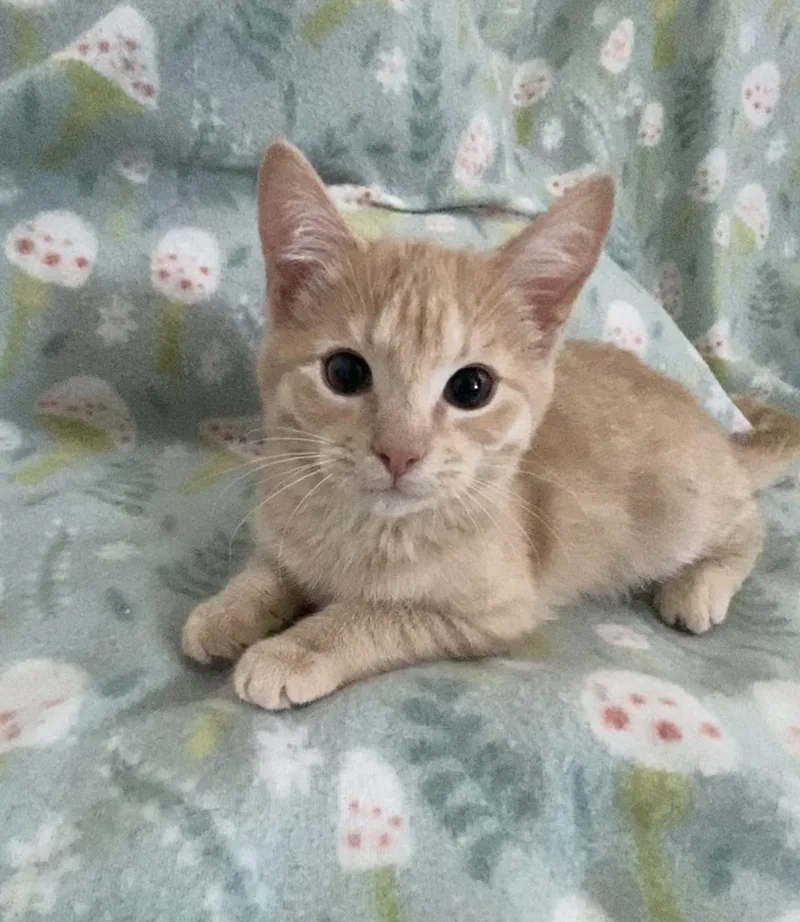 A baby small-sized male Tabby (Orange / Red) Domestic Short Hair cat named Dill & Basil for adoption in Nashville, TN