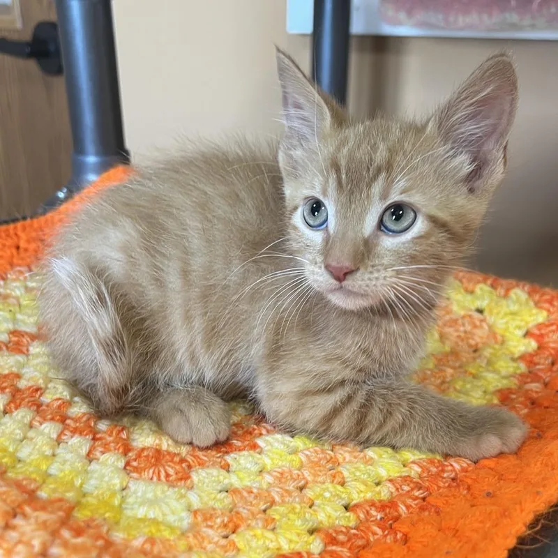 A baby small-sized male Orange / Red Domestic Short Hair cat named Mango for adoption in Wadena, MN