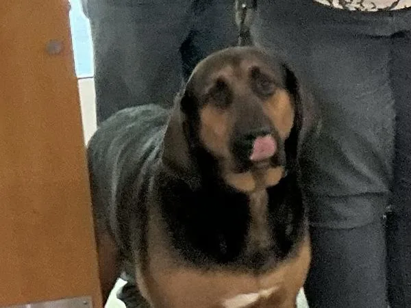 An adult large-sized male Bloodhound dog named Beauregard for adoption in Virginia Beach, VA