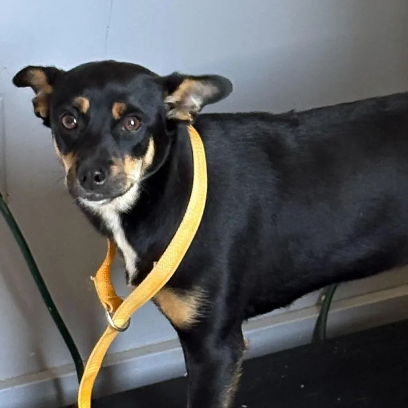 A baby small-sized male Black Mixed Breed dog named Josie for adoption in Oak Hill, WV