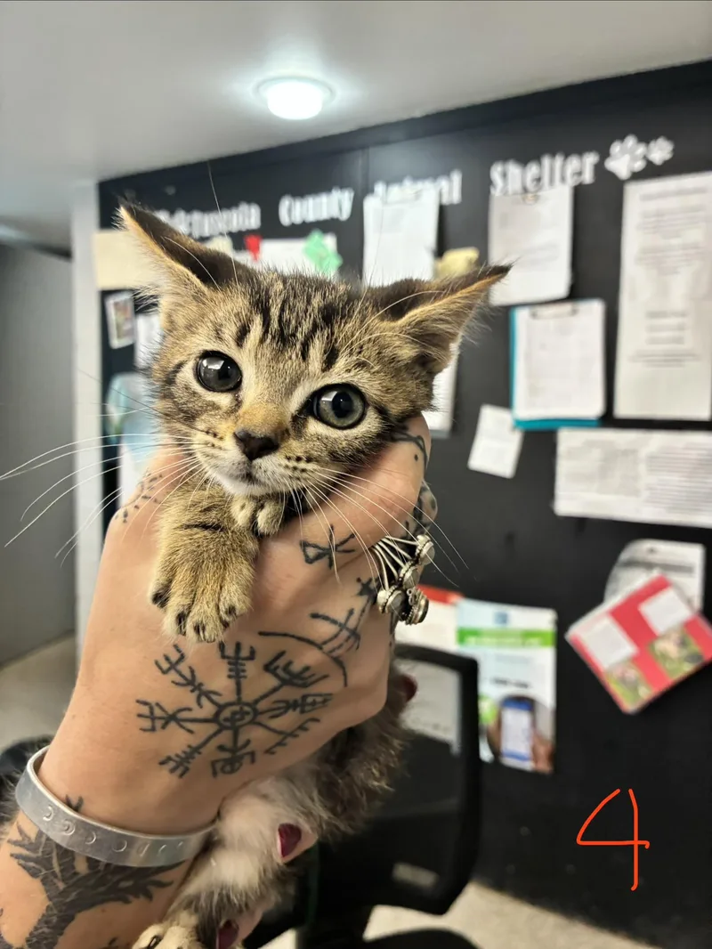 A baby medium-sized male Tabby (Buff / Tan / Fawn) Domestic Short Hair cat named Chai for adoption in Caro, MI