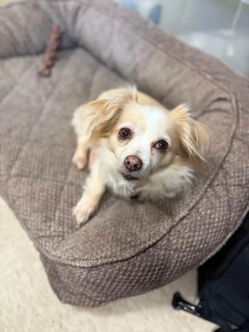 An adult small-sized female Yellow / Tan / Blond / Fawn Chihuahua dog named Tamale for adoption in Port Washington, NY