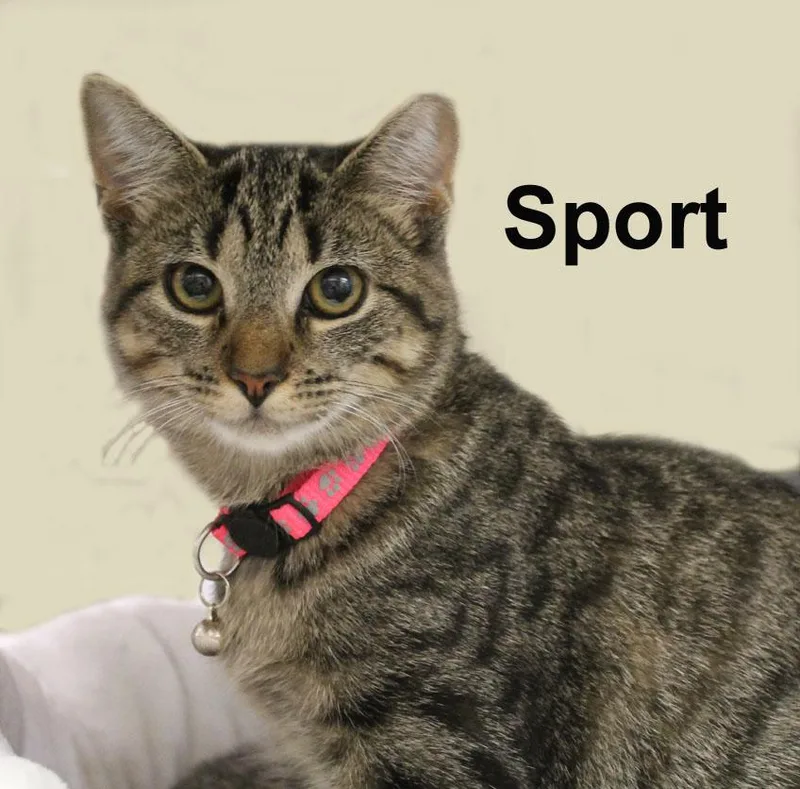 A baby medium-sized female Gray / Blue / Silver Domestic Short Hair cat named Sport Shes. for adoption in Stowe, PA