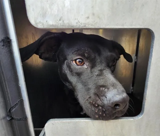 A young medium-sized female Labrador Retriever dog named Meredith for adoption in San Antonio, TX