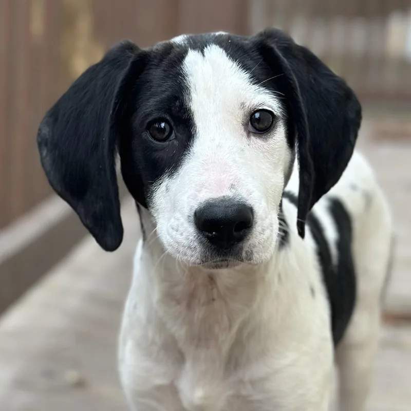 A baby medium-sized female Black Coonhound dog named Salt for adoption in Richmond, VA