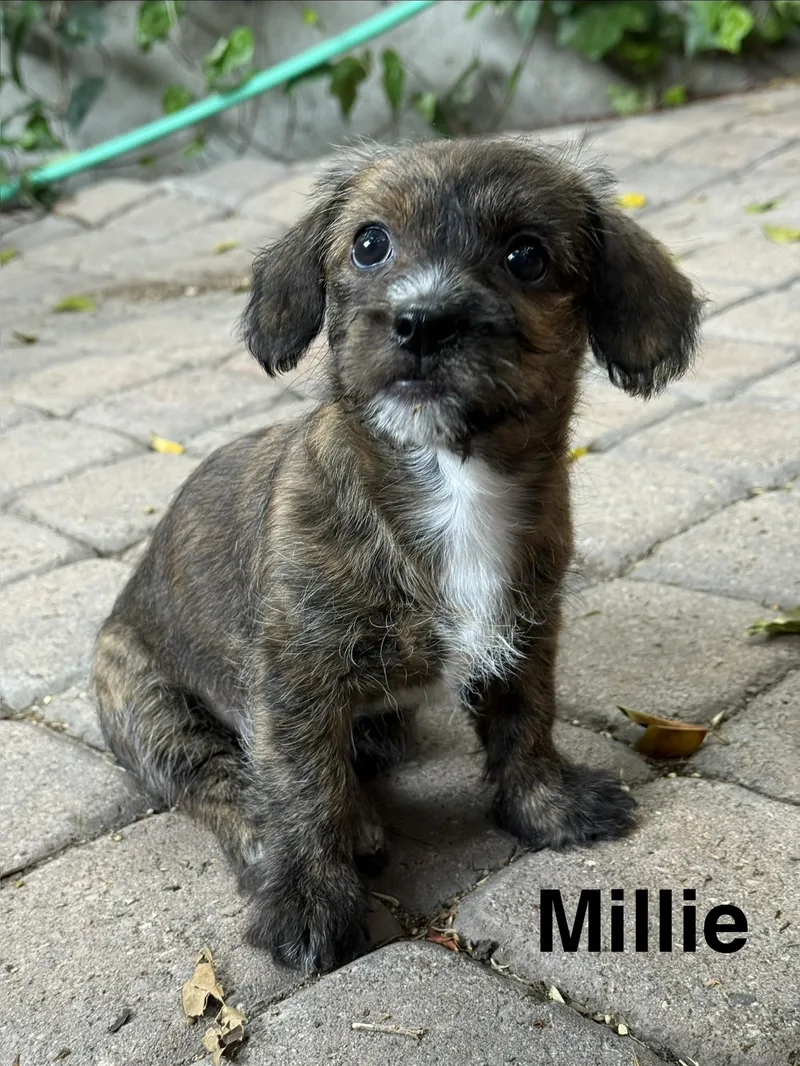 Millie
