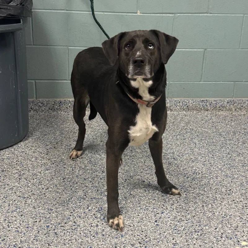 Mystique thumbnail 2