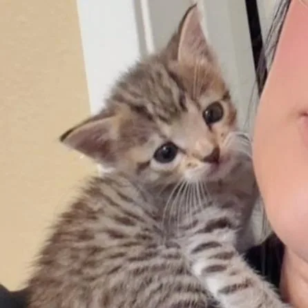 A baby small-sized male Brown / Chocolate Domestic Short Hair cat named Lou for adoption in Long Beach, CA