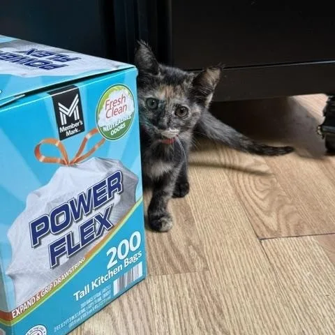 A baby small-sized female Tortoiseshell Domestic Short Hair cat named Freta for adoption in Millerstown, PA