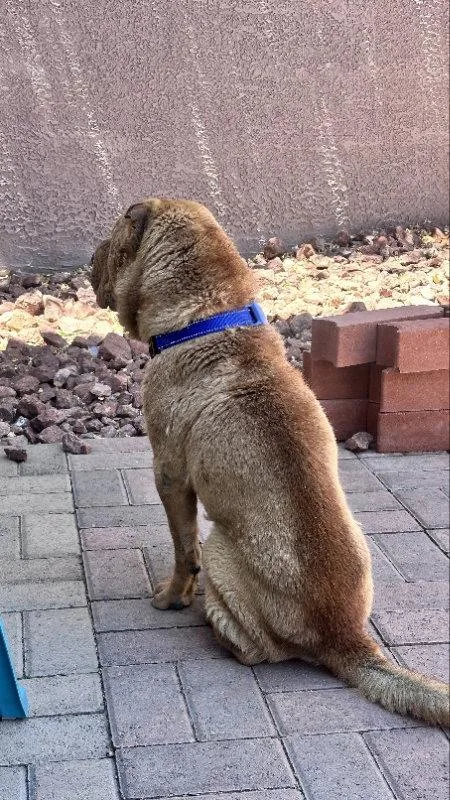 An adult medium-sized male Shar-Pei dog named Fife Limited Vision for adoption in Lake Forest, CA