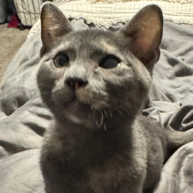 A young small-sized female Gray / Blue / Silver Domestic Short Hair cat named Gwen for adoption in Houston, TX