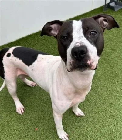 A young large-sized female Pit Bull Terrier dog named Veruca for adoption in Toledo, OH