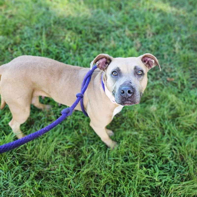 An adult medium-sized female Brown / Chocolate Pit Bull Terrier dog named Salem for adoption in Denison, TX