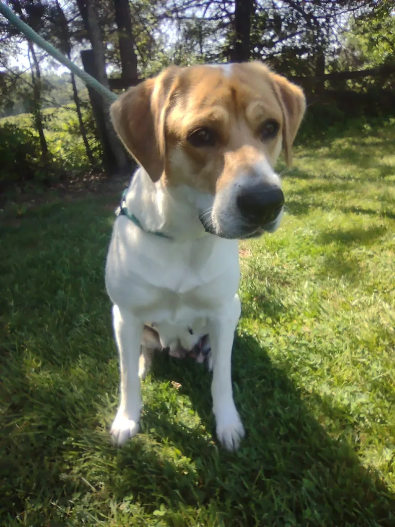 Pup Pup thumbnail 2
