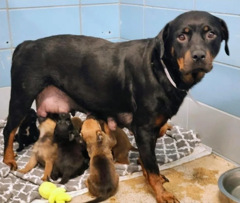 A baby large-sized female Tricolor (Brown, Black, & White) Rottweiler dog named Florida for adoption in Sedalia, CO