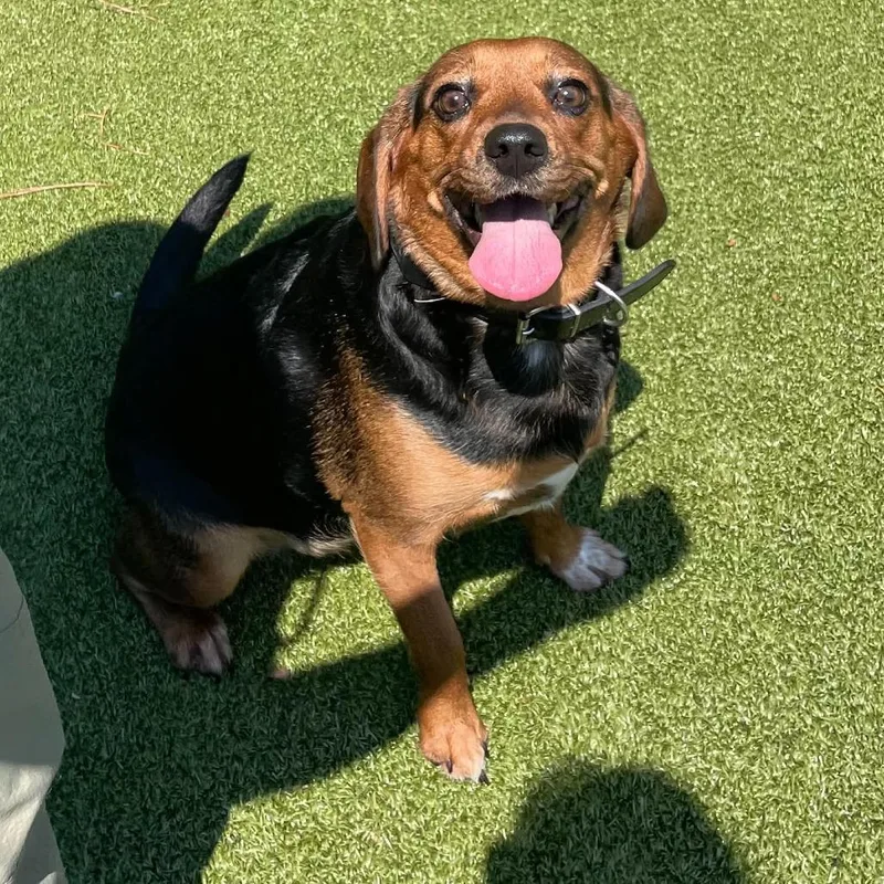 An adult medium-sized female Brown / Chocolate Beagle dog named LouAnn for adoption in Greensboro, NC