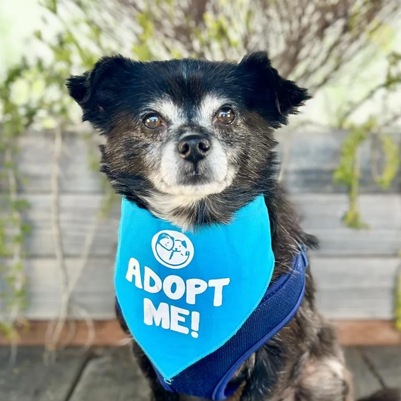 A senior small-sized male Black Terrier dog named Grizz for adoption in Pacific Grove, CA