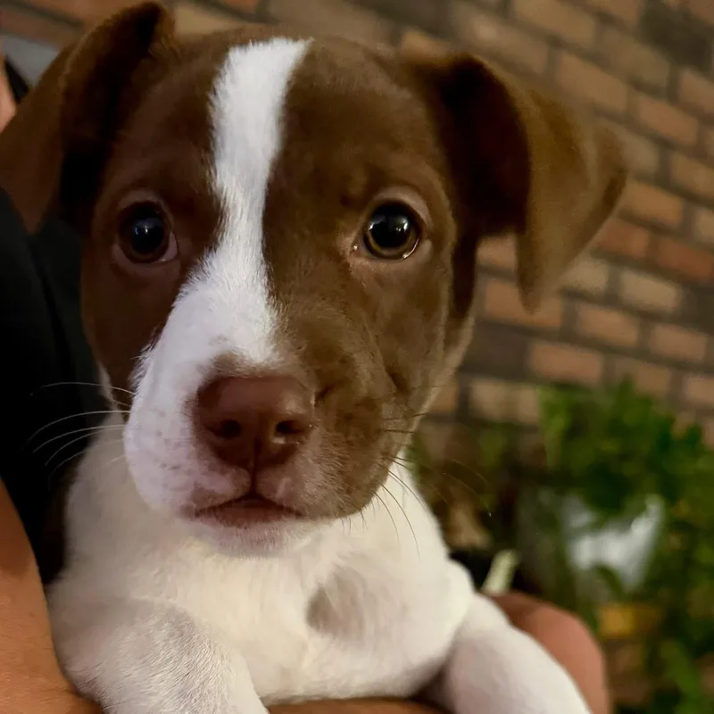 A baby medium-sized female White / Cream Mixed Breed dog named Harbor for adoption in Yaphank, NY