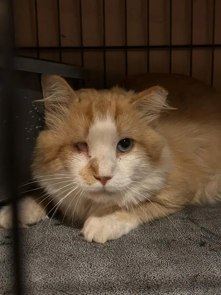 Popeye Lovelace TNR
