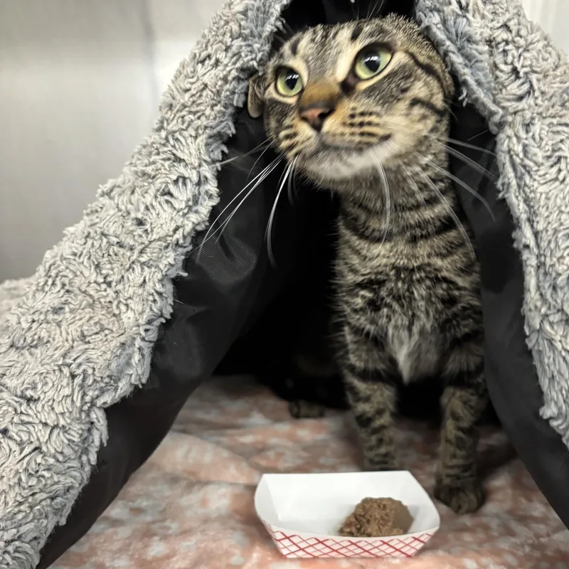 An adult medium-sized female Domestic Short Hair cat named Aurora for adoption in Mount Pleasant, MI