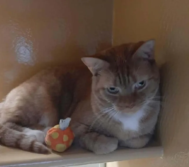 An adult medium-sized male Orange & White Domestic Short Hair cat named Oliver for adoption in North Myrtle Beach, SC