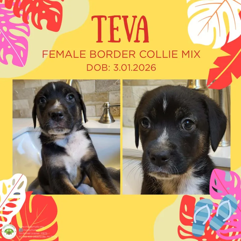 A baby medium-sized female Tricolor (Brown, Black, & White) Border Collie dog named Teva for adoption in Pottstown, PA