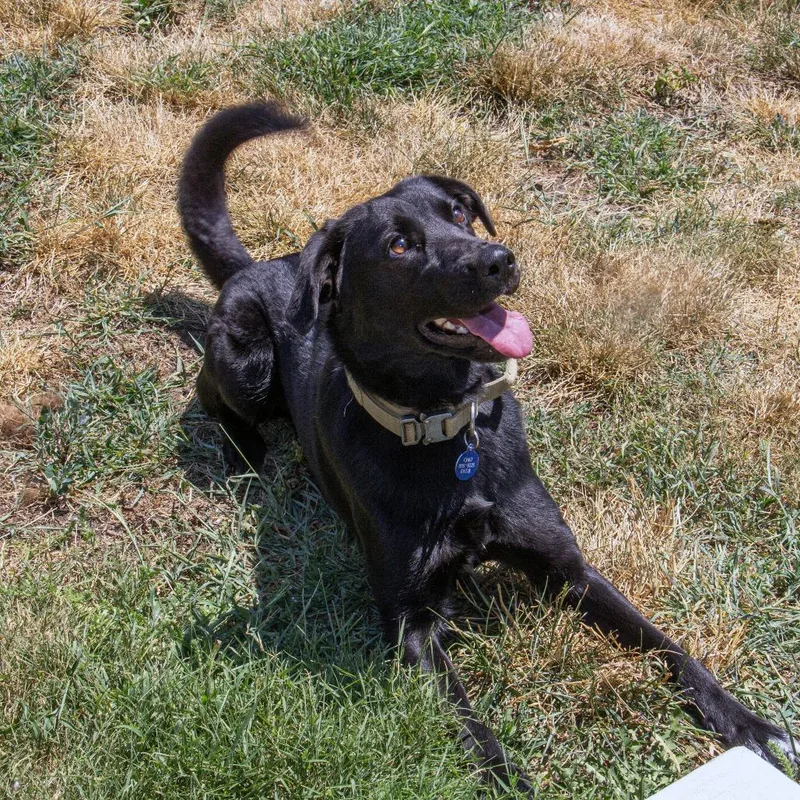 An adult large-sized female Black Labrador Retriever dog named Lucy for adoption in Wichita, KS