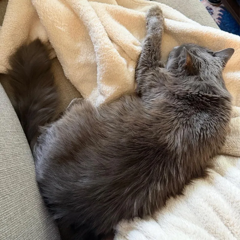 Mr. Puss thumbnail 2